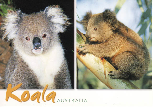 Koalas001