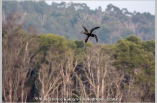 Amazing discovery – 4 winged duck!