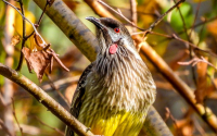 Red Wattlebird