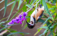 Eastern Spinebill