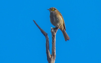 Yellow-faced Honeyeater