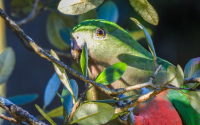 King Parrot female