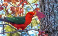 King Parrot male