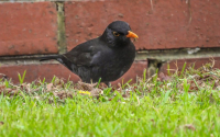 Common Blackbird