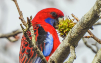 Crimson Rosella