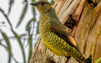 Satin Bowerbird