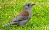 Grey Shrikethrush