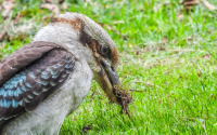 Laughing Kookaburra