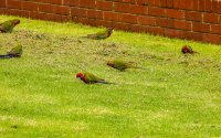 Crimson Rosella juveniles