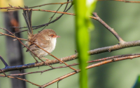 Superb Fairywren female