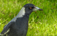 Australian Magpie