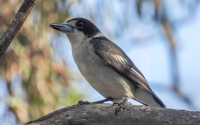 Grey Butcherbird