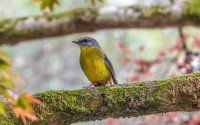 Eastern Yellow Robin