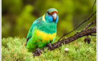 Mulga Parrot Mulga Parrot