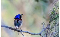 Purple-backed Fairywren Purple-backed Fairywren