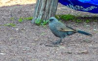 Apostlebird Apostlebird