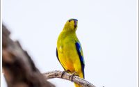 Blue-winged Parrot Blue-winged Parrot