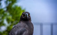 Black Currawong Black Currawong