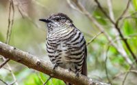 Shining Bronze Cuckoo Shining Bronze Cuckoo