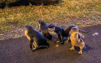 Little Pengins Little Pengins