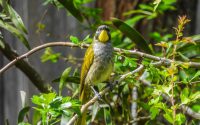 Yellow-throated Honeyeater Yellow-throated Honeyeater
