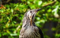 Yellow Wattlebird Yellow Wattlebird