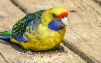 Green Rosella Green Rosella