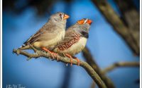 Zebra Finches Zebra Finches