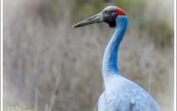 Brolga Brolga