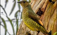 Satin Bowerbird Satin Bowerbird