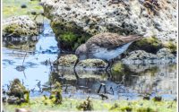 White-rumped Sandpiper - rare White-rumped Sandpiper - rare