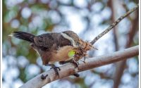 White-browed Babbler White-browed Babbler