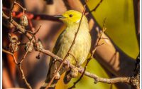 White-plumed Honeyeater White-plumed Honeyeater