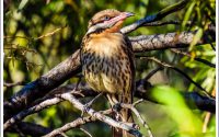 Spiny-cheeked Honeyeater Spiny-cheeked Honeyeater
