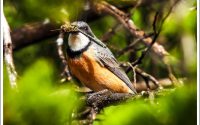 Rufous Whistler Rufous Whistler