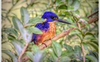Azure Kingfisher Azure Kingfisher
