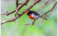Red-capped Robin Red-capped Robin