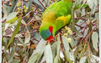 Musk Lorikeet Musk Lorikeet