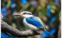 Red-backed Kingfisher - rare for the city Red-backed Kingfisher - rare for the city