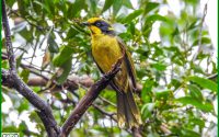 Helmeted Honeyeater - rare Helmeted Honeyeater - rare