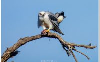 Black-shouldered Kite and Willie Wagtail Black-shouldered Kite and Willie Wagtail
