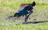 Tasmanian Nativehen Tasmanian Nativehen