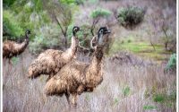 Emus Emus