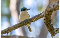 Sacred Kingfisher Sacred Kingfisher