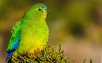 Orange-bellied Parrot-rare Orange-bellied Parrot-rare