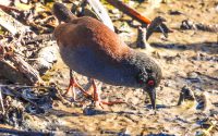 Spotless Crake  Spotless Crake