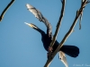 Australasian Darter Bird