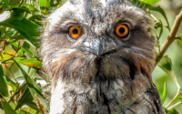 Tawny Frogmouth Chick
