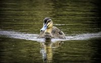 Pacific Black Duck