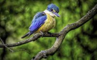 Sacred Kingfisher